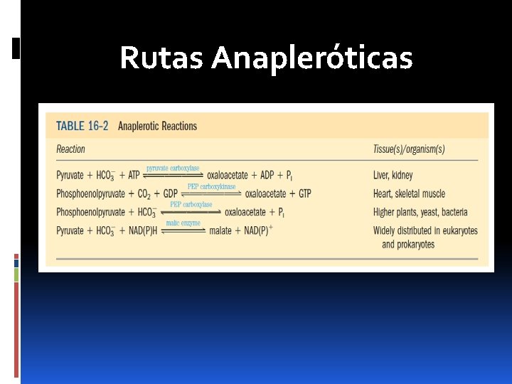 Rutas Anapleróticas 