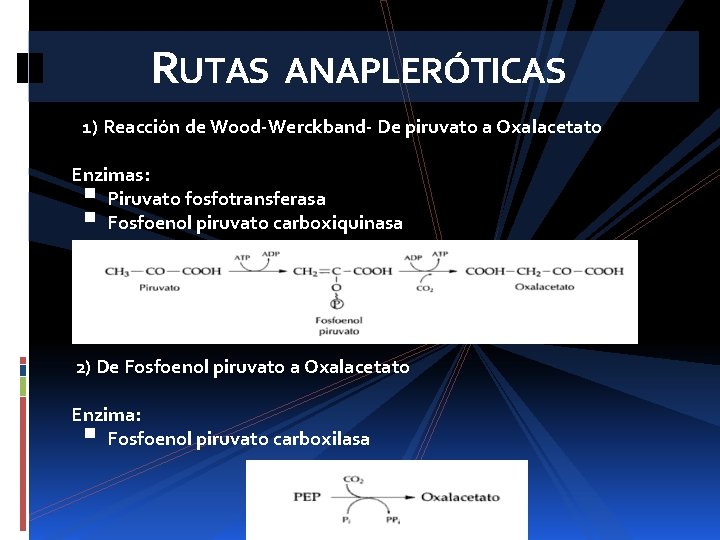 RUTAS ANAPLERÓTICAS 1) Reacción de Wood-Werckband- De piruvato a Oxalacetato Enzimas: Piruvato fosfotransferasa Fosfoenol