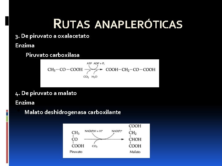 RUTAS ANAPLERÓTICAS 3. De piruvato a oxalacetato Enzima • Piruvato carboxilasa 4. De piruvato