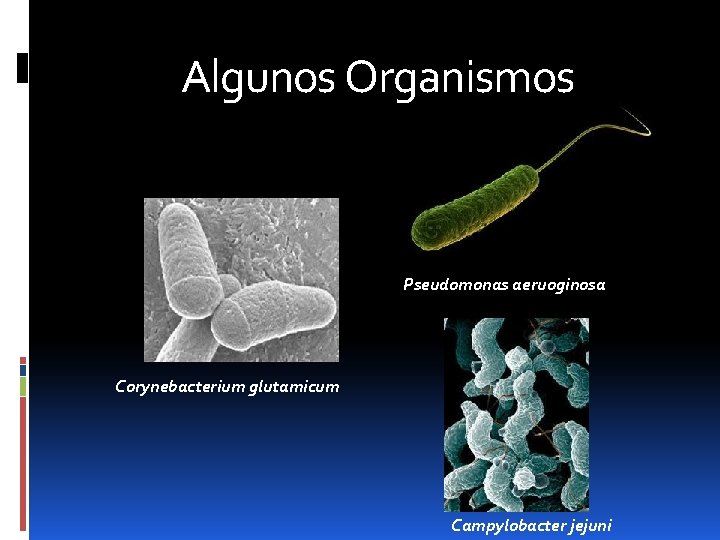 Algunos Organismos Pseudomonas aeruoginosa Corynebacterium glutamicum Campylobacter jejuni 