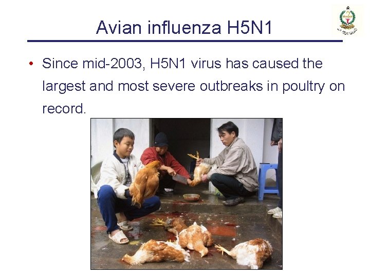 Avian influenza H 5 N 1 • Since mid-2003, H 5 N 1 virus