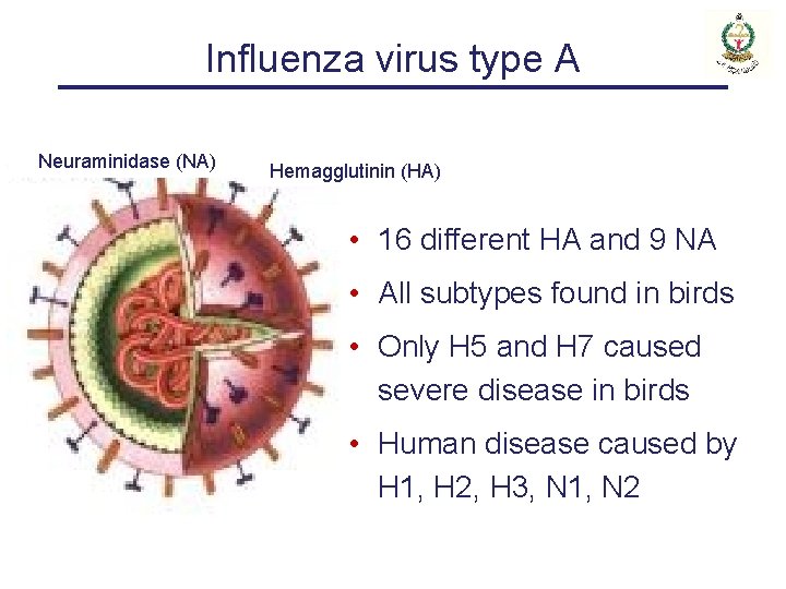 Influenza virus type A Neuraminidase (NA) Hemagglutinin (HA) • 16 different HA and 9