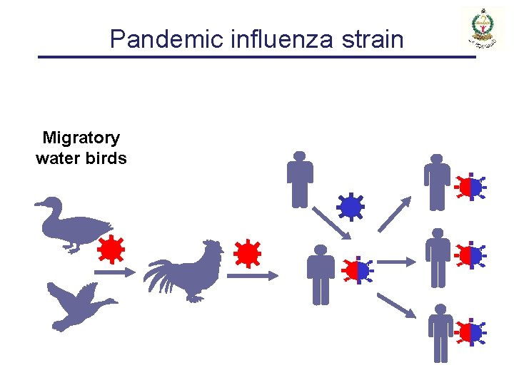 Pandemic influenza strain Migratory water birds 