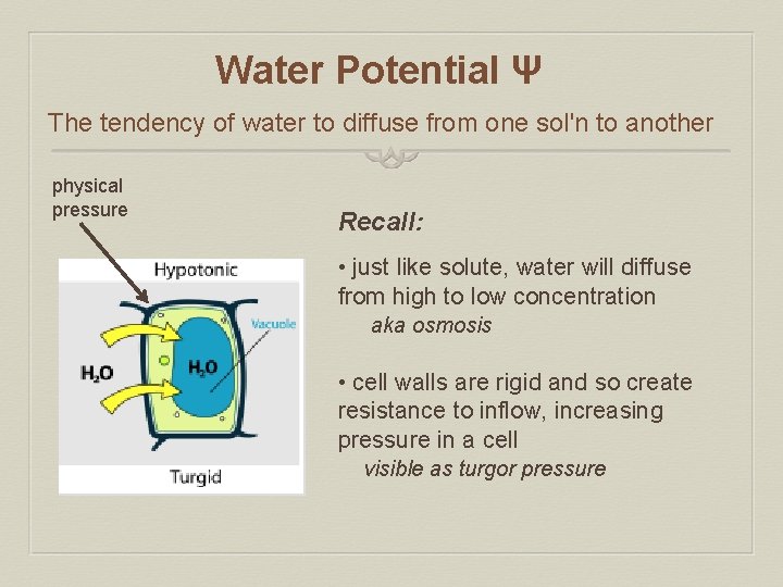 Water Potential Ψ The tendency of water to diffuse from one sol'n to another