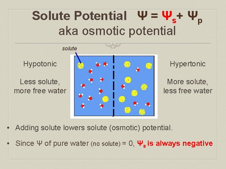 Solute Potential Ψ = Ψs+ Ψp aka osmotic potential solute Hypotonic Hypertonic Less solute,