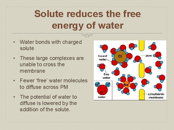 Solute reduces the free energy of water • Water bonds with charged solute •