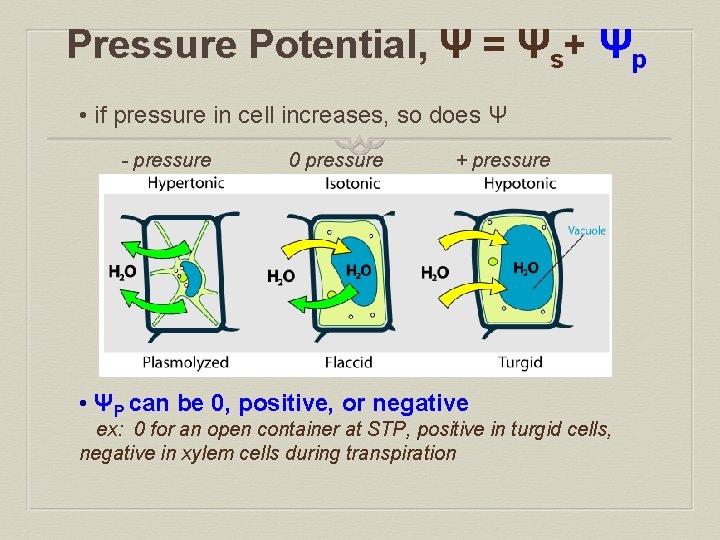 Pressure Potential, Ψ = Ψs+ Ψp • if pressure in cell increases, so does