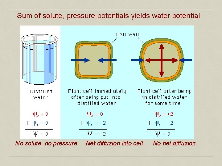 Sum of solute, pressure potentials yields water potential No solute, no pressure Net diffusion