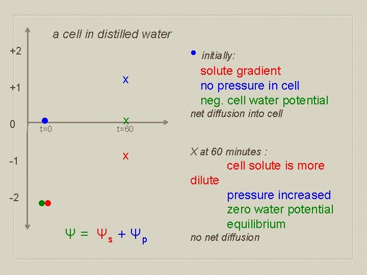 a cell in distilled water • initially: +2 x +1 0 • solute gradient