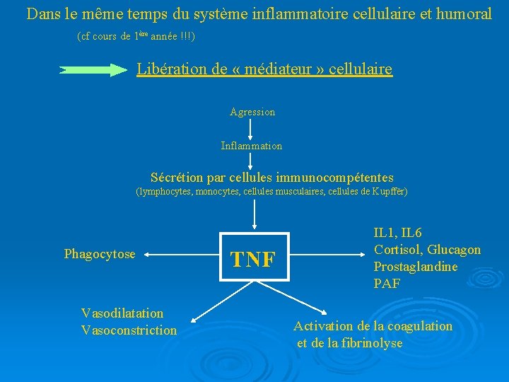 Dans le même temps du système inflammatoire cellulaire et humoral (cf cours de 1ère