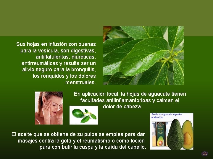 Sus hojas en infusión son buenas para la vesícula, son digestivas, antiflatulentas, diuréticas, antirreumáticas