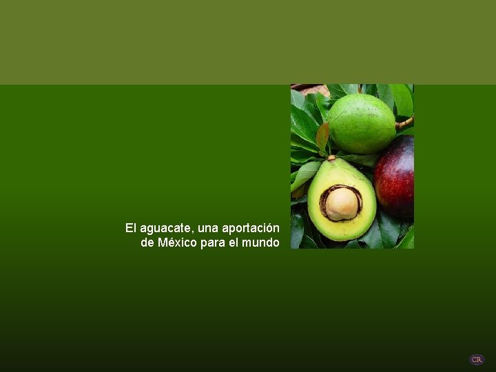 El aguacate, una aportación de México para el mundo 