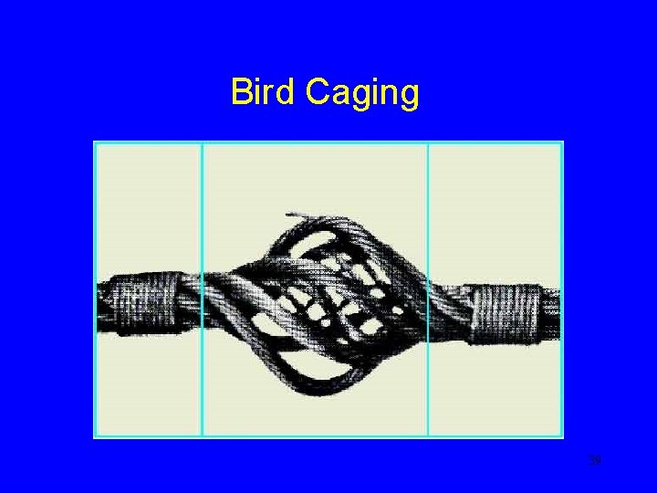 Bird Caging 39 