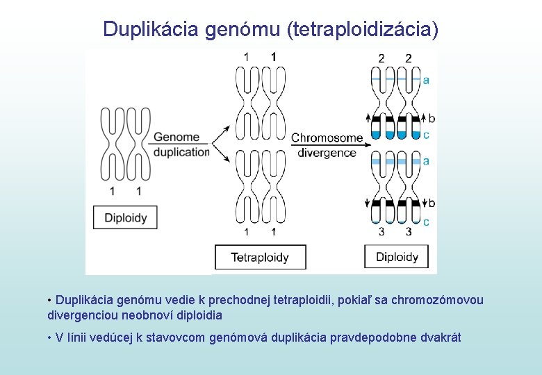 Duplikácia genómu (tetraploidizácia) • Duplikácia genómu vedie k prechodnej tetraploidii, pokiaľ sa chromozómovou divergenciou