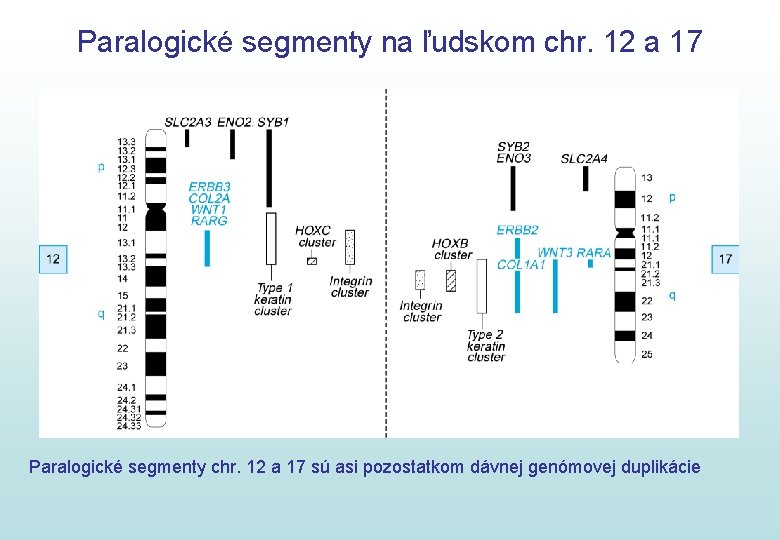 Paralogické segmenty na ľudskom chr. 12 a 17 Paralogické segmenty chr. 12 a 17