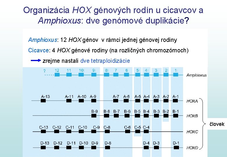 Organizácia HOX génových rodín u cicavcov a Amphioxus: dve genómové duplikácie? Amphioxus: 12 HOX