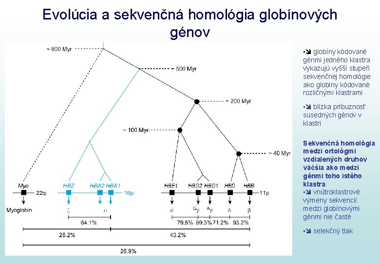 Evolúcia a sekvenčná homológia globínových génov • globíny kódované génmi jedného klastra vykazujú vyšší