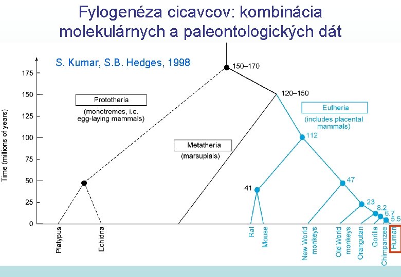 Fylogenéza cicavcov: kombinácia molekulárnych a paleontologických dát S. Kumar, S. B. Hedges, 1998 