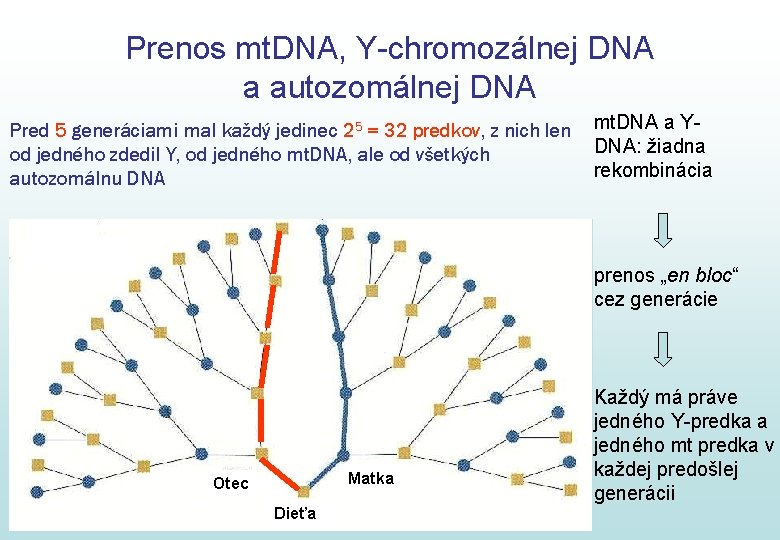 Prenos mt. DNA, Y-chromozálnej DNA a autozomálnej DNA Pred 5 generáciami mal každý jedinec