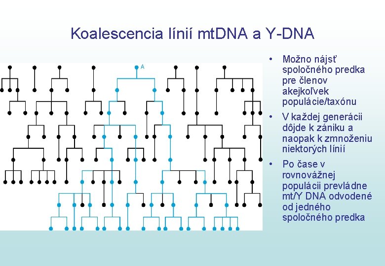 Koalescencia línií mt. DNA a Y-DNA • Možno nájsť spoločného predka pre členov akejkoľvek