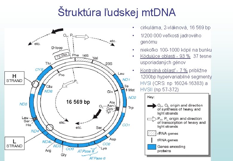 Štruktúra ľudskej mt. DNA 16 569 bp • cirkulárna, 2 -vláknová, 16 569 bp