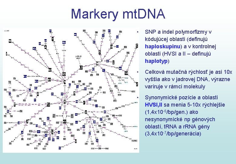 Markery mt. DNA • SNP a indel polymorfizmy v kódujúcej oblasti (definujú haploskupinu) a