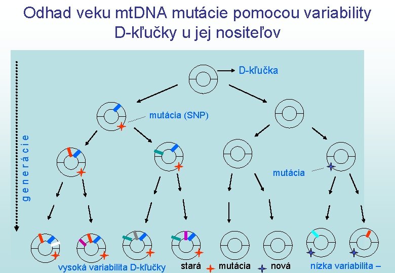 Odhad veku mt. DNA mutácie pomocou variability D-kľučky u jej nositeľov D-kľučka g e