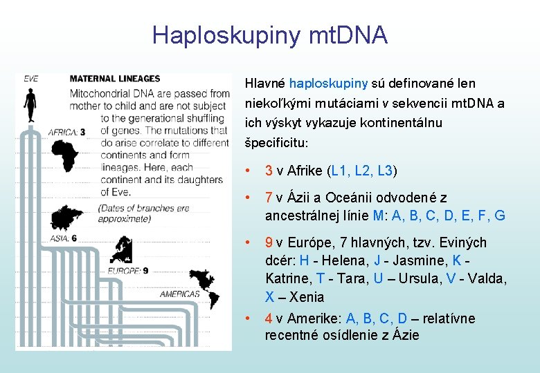 Haploskupiny mt. DNA Hlavné haploskupiny sú definované len niekoľkými mutáciami v sekvencii mt. DNA