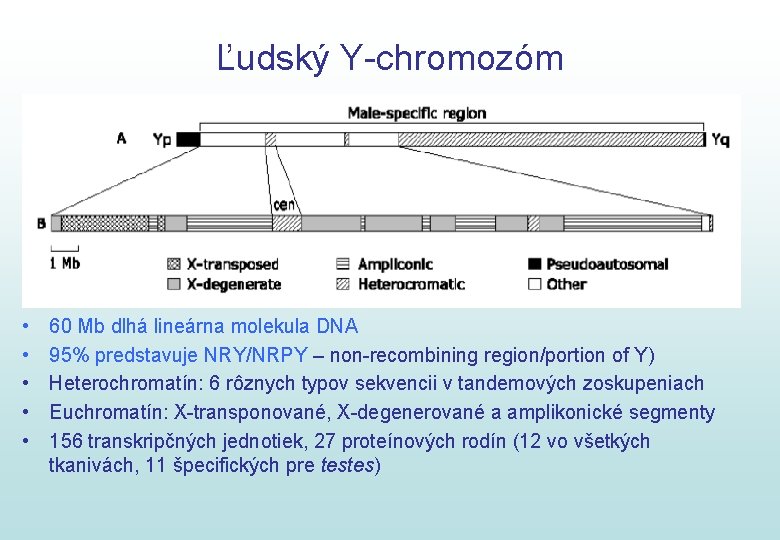 Ľudský Y-chromozóm • • • 60 Mb dlhá lineárna molekula DNA 95% predstavuje NRY/NRPY