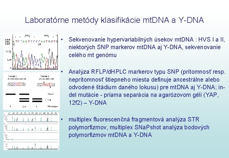 Laboratórne metódy klasifikácie mt. DNA a Y-DNA • Sekvenovanie hypervariabilných úsekov mt. DNA :