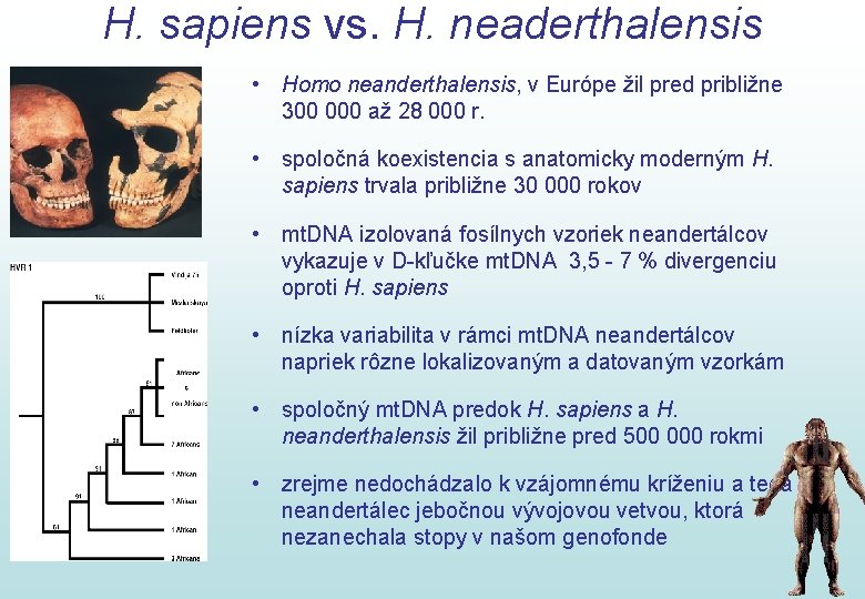 H. sapiens vs. H. neaderthalensis • Homo neanderthalensis, v Európe žil pred približne 300