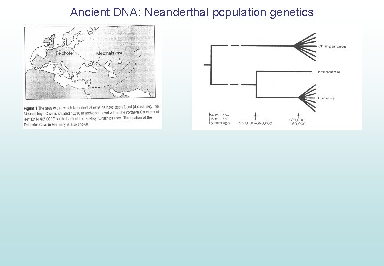 Ancient DNA: Neanderthal population genetics 