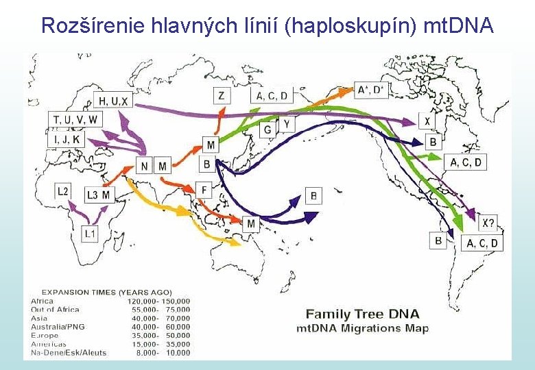 Rozšírenie hlavných línií (haploskupín) mt. DNA 