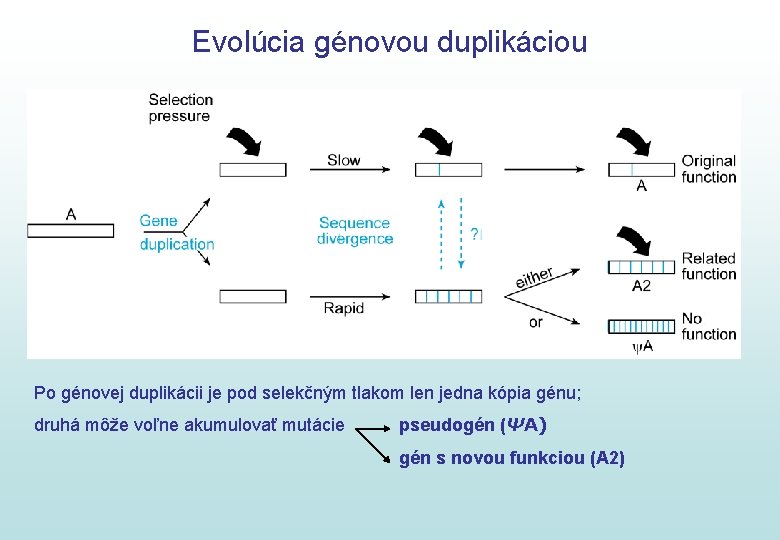 Evolúcia génovou duplikáciou Po génovej duplikácii je pod selekčným tlakom len jedna kópia génu;