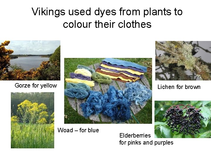 Vikings used dyes from plants to colour their clothes Gorze for yellow Lichen for