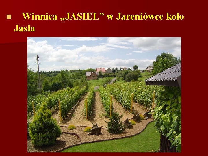 n Winnica „JASIEL” w Jareniówce koło Jasła 