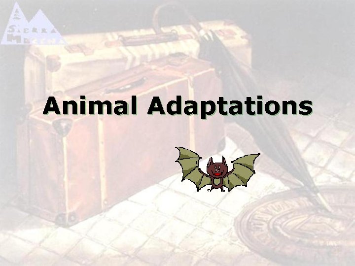 Animal Adaptations 