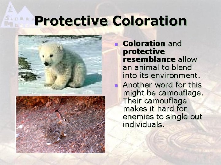 Protective Coloration n n Coloration and protective resemblance allow an animal to blend into