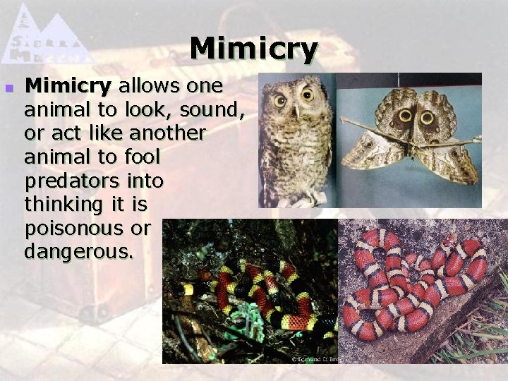 Mimicry n Mimicry allows one animal to look, sound, or act like another animal