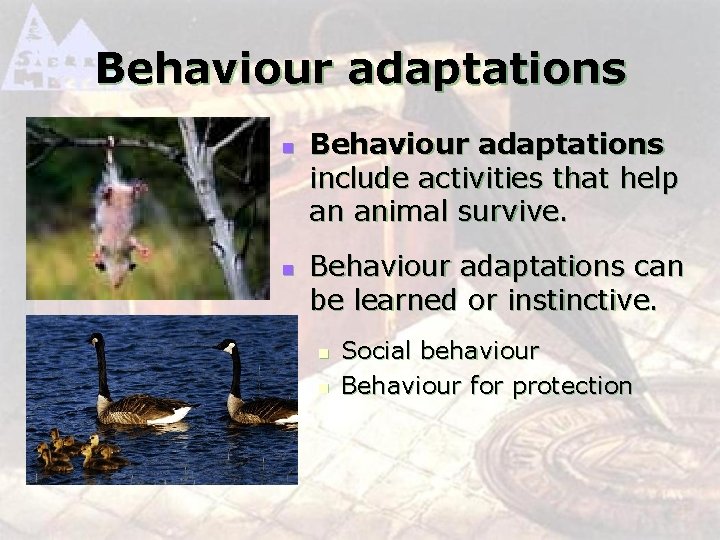 Behaviour adaptations n n Behaviour adaptations include activities that help an animal survive. Behaviour