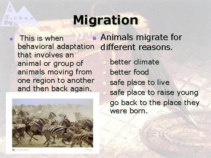 Migration n n Animals migrate for This is when behavioral adaptation different reasons. that