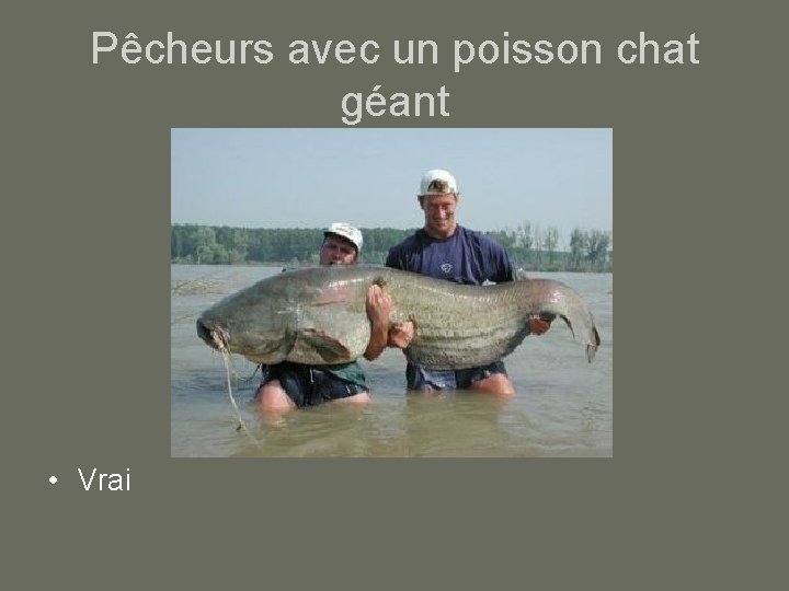 Pêcheurs avec un poisson chat géant • Vrai 