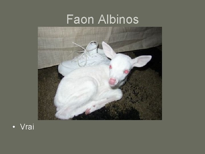 Faon Albinos • Vrai 