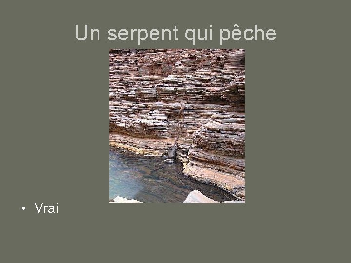 Un serpent qui pêche • Vrai 