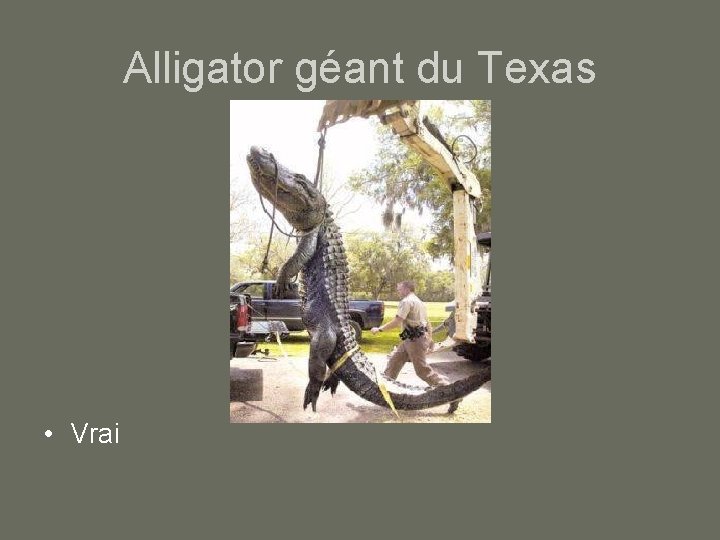 Alligator géant du Texas • Vrai 