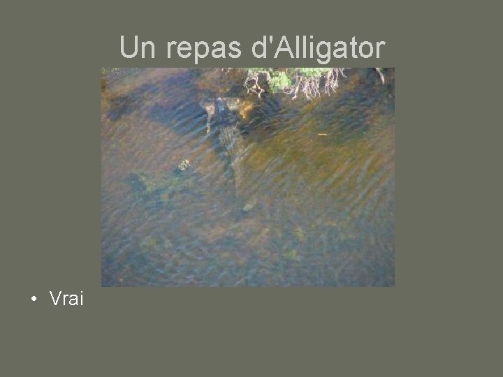 Un repas d'Alligator • Vrai 