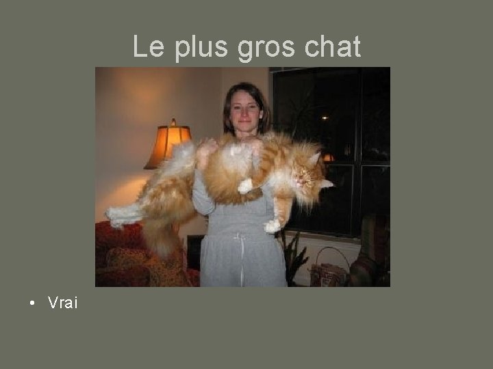 Le plus gros chat • Vrai 