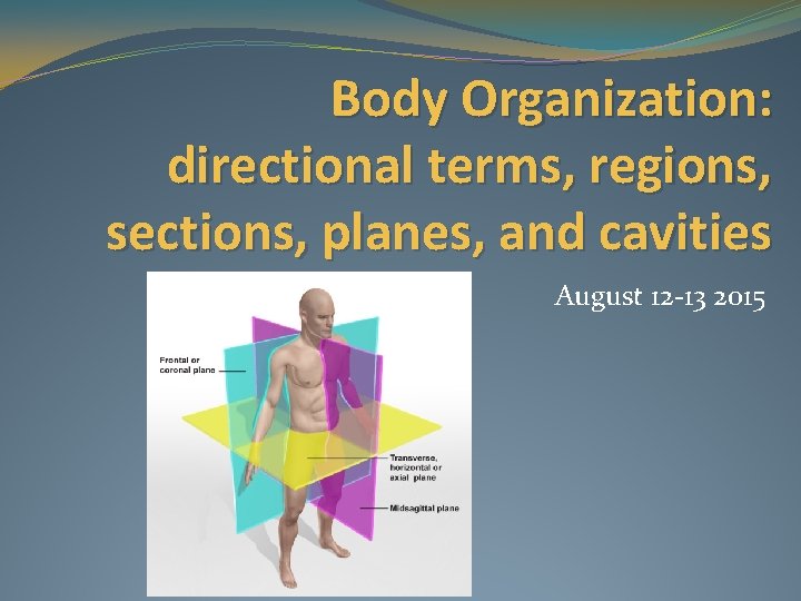 Body Organization: directional terms, regions, sections, planes, and cavities August 12 -13 2015 