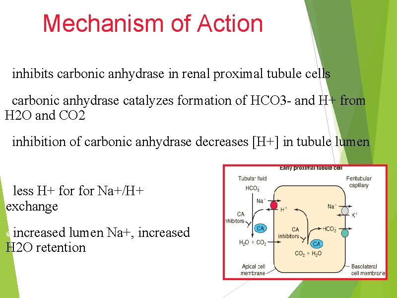Mechanism of Action inhibits carbonic anhydrase in renal proximal tubule cells carbonic anhydrase catalyzes