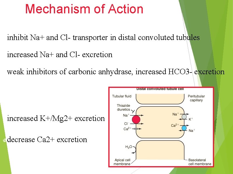 Mechanism of Action inhibit Na+ and Cl- transporter in distal convoluted tubules increased Na+